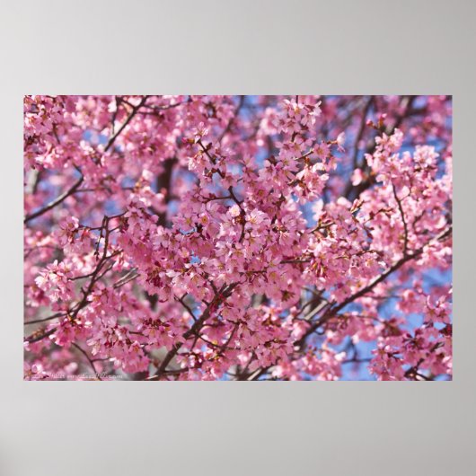 Poster Sakura Pink Cherry Blossom Sky (Devant)