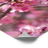 Poster Sakura Pink Cherry Blossom Sky (Coin)