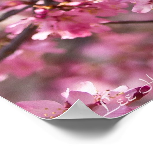 Poster Sakura Pink Cherry Blossom Sky (Coin)