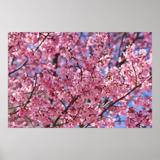 Poster Sakura Pink Cherry Blossom Sky (Devant)