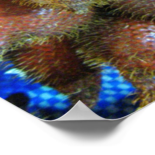 Poster Salak [Fruit de serpent] (Coin)