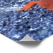 Poster Salamander (Coin)