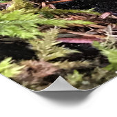 Poster Salamander Caché Sous Le Journal, Washington (Coin)