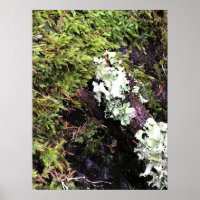 Salamander Caché Sous Le Journal, Washington