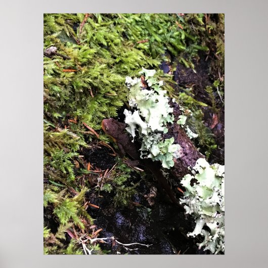 Poster Salamander Caché Sous Le Journal, Washington (Devant)