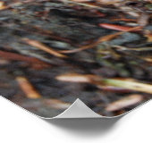 Poster Salamander orange (Coin)