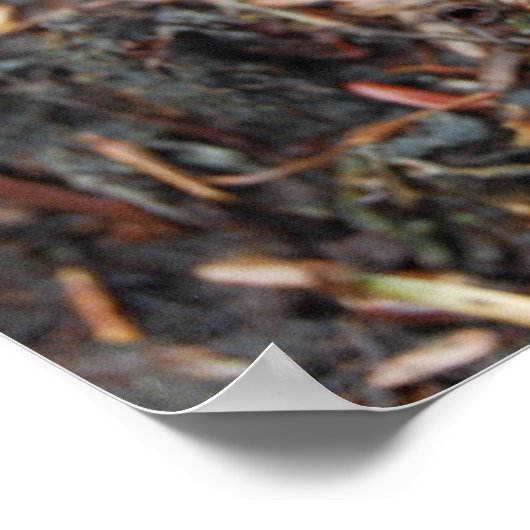 Poster Salamander orange (Coin)