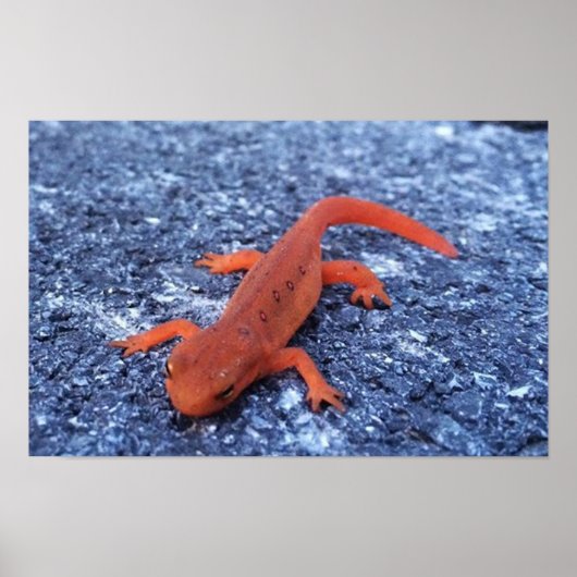 Poster Salamandre (Devant)