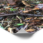 Poster Salamandre dans la forêt, Washington (Coin)