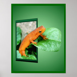 Poster Salamandre Rouge Orange Eft Art Cadre