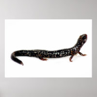salamandre tachetée d'Amérique du Nord