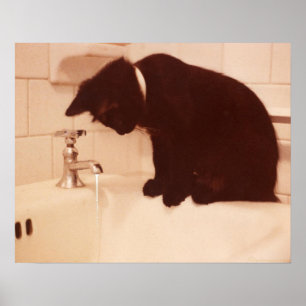 Poster Salle de bains d'antiquité de chat noir de poivre