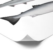 Poster Salmon (Coin)