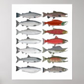 Poster Salmon (Devant)