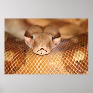 Poster Salmon Boa