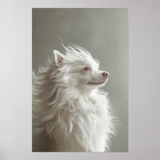 Poster Salon Animaux de compagnie Boutique Spitz Portrait (Devant)