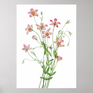 Poster Saltmarsh Rosegentian par Mary Vaux Walcott