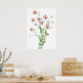 Poster Saltmarsh Rosegentian par Mary Vaux Walcott (Cuisine)