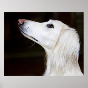 Poster Saluki recherchant
