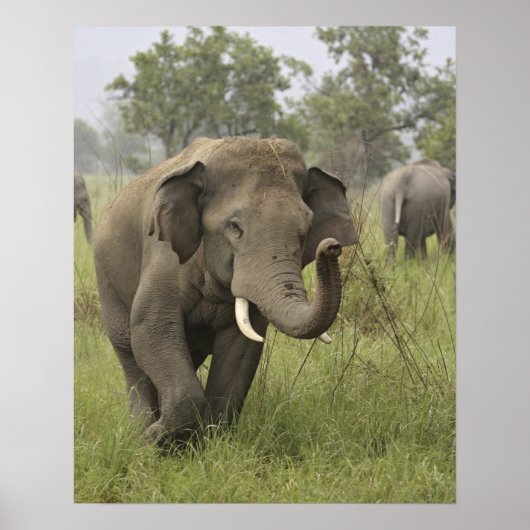 Poster Salutation de l'éléphant d'Asie indien (Devant)