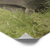 Poster Salutation des éléphants d'Asie indienne (Coin)