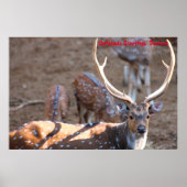 Poster Salutations de Noël (Devant)