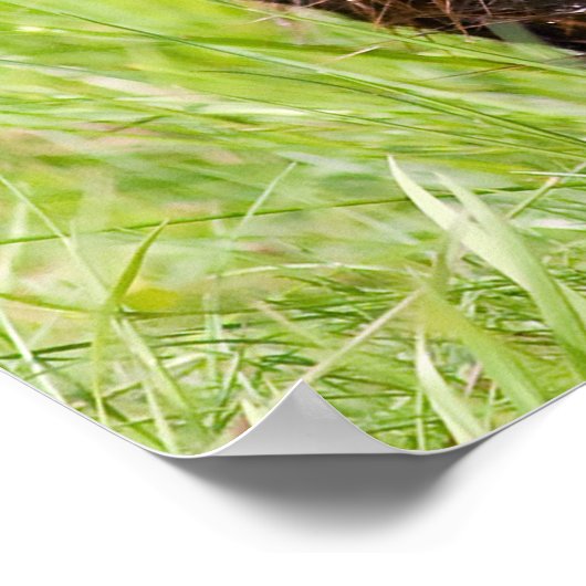 Poster Salutations de Noël Big Beaver (Coin)