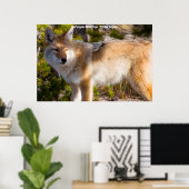 Poster Salutations de Noël Mon Vieux Coyote (Bureau à domicile)