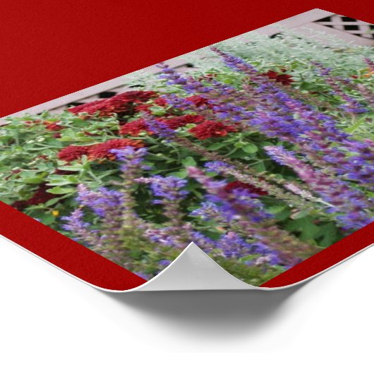 Poster salvia and mums (Coin)