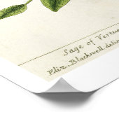 Poster Salviam de 'A Curious Herbal', 1782 (couleur engr. (Coin)