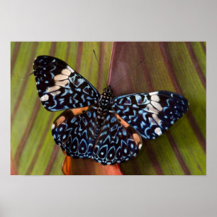 Poster Sammamish, Washington. Papillons tropicaux 54