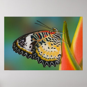 Poster Sammamish, Washington. Papillons tropicaux 67