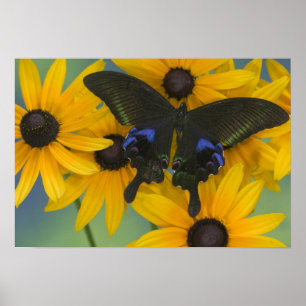 Poster Sammamish Washington Photographie de papillon