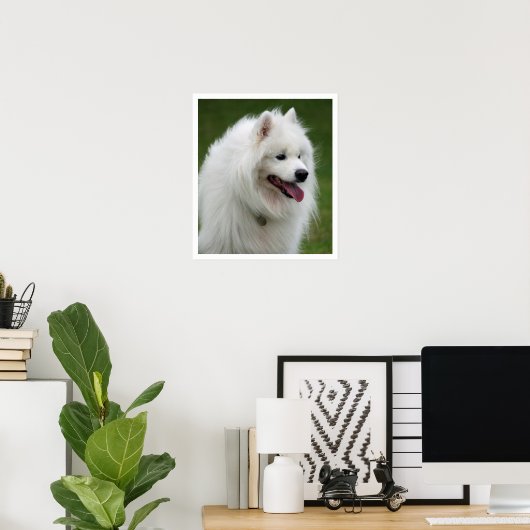 Poster Samoyed (Bureau à domicile)