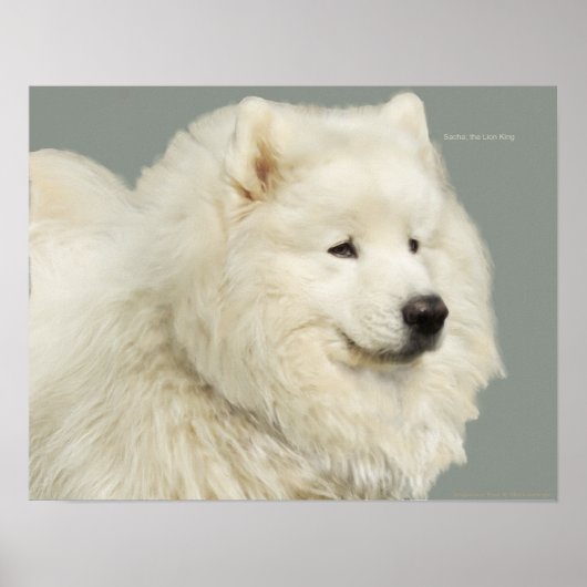 Poster Samoyed 19" x 13", Papier lourd d'archives (Devant)