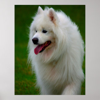 Poster Samoyed Dog.