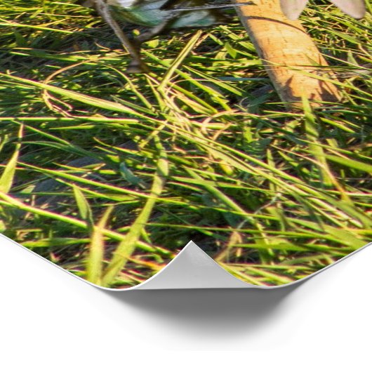 Poster Sample Image. (Coin)