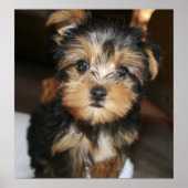 Poster Sampson (Devant)