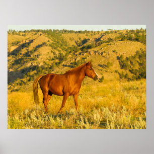 Poster Sanctuaire de chevaux sauvages.