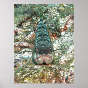 Poster Sand Diver Head On