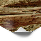 Poster Sand goanna (Coin)