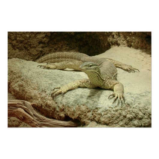 Poster Sand goanna (Devant)