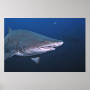 Poster Sand Tiger