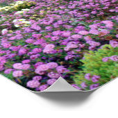 Poster Sand Verbena & Dune Primrose Fleurs sauvages au co (Coin)