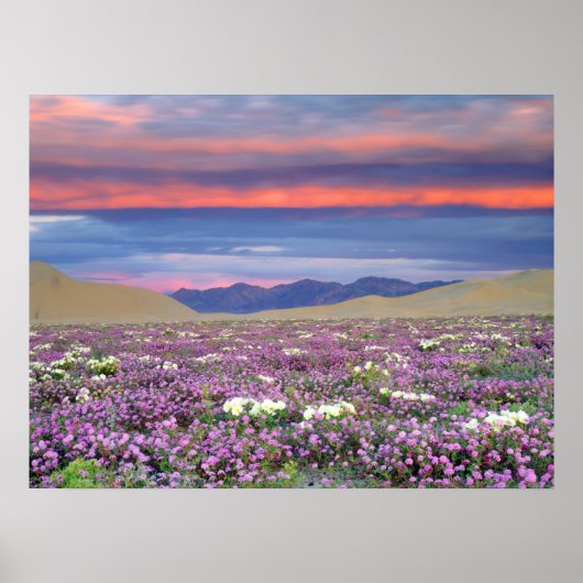 Poster Sand Verbena & Dune Primrose Fleurs sauvages au co (Devant)