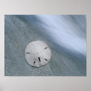 Poster Sanddollar sur la plage   Sanibel Island, Floride
