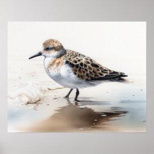 Poster Sanderling Bird Art Imprimer l'affiche
