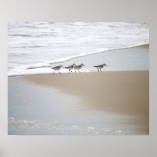 Poster Sanderlings Marcher sur la plage Couleur 16x20