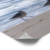 Poster Sanders sur la plage (Coin)