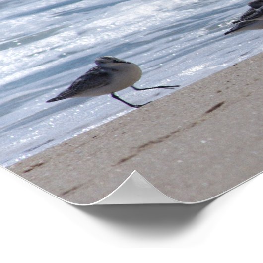 Poster Sanders sur la plage (Coin)